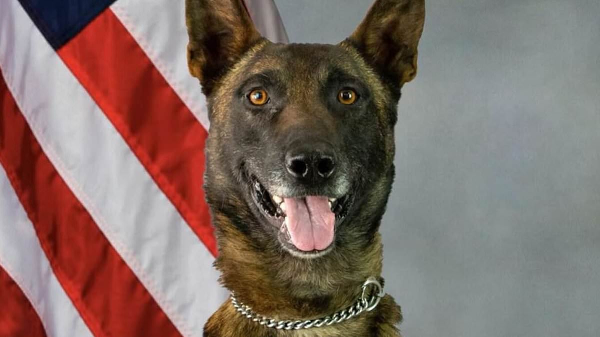 alert-–-heroic-police-dog-kenzo-is-stabbed-to-death-by-armed-robbery-suspects-in-arizona-during-scuffle-after-taking-him-out-during-chase