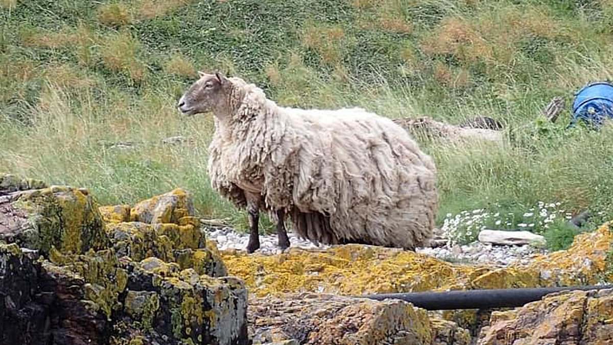 alert-–-sorry,-but-ewe-are-on-your-own!-rescuers-will-not-rescue-britain’s-‘loneliest-sheep’-who-was-stranded-on-a-cliffside-beach-in-the-scottish-highlands-for-two-years-as-the-animal-isn’t-in-danger-and-has-‘ample-grazing’