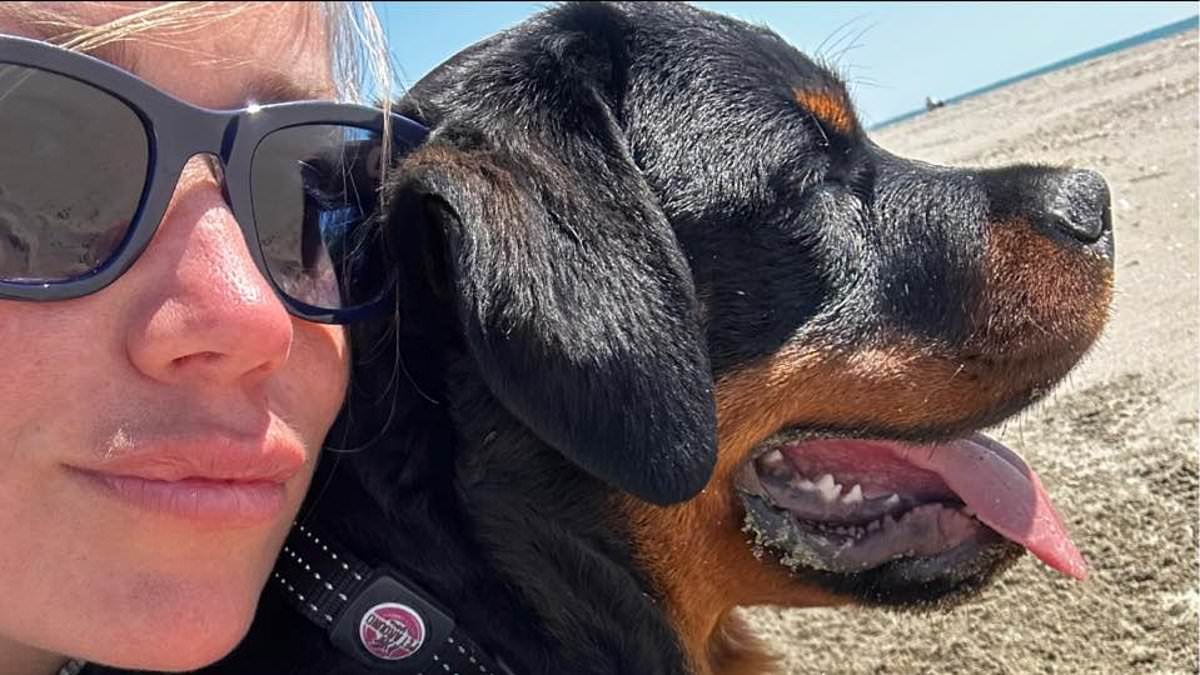 alert-–-pregnant-woman-‘is-severely-injured-by-falling-rottweiler’:-mother-to-be-is-in-a-serious-condition-after-dog-tumbles-from-third-floor-window,-causing-victim-to-suffer-injuries