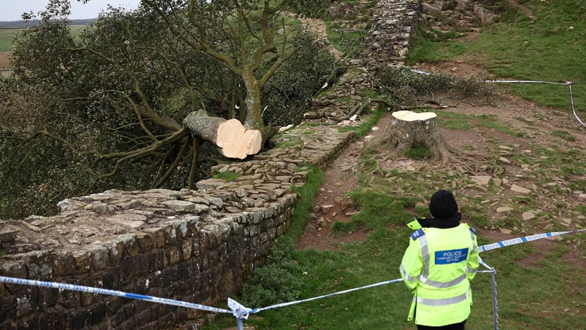 alert-–-police-make-two-more-arrests-in-sycamore-gap-felling-case:-two-men-in-their-30s-are-released-on-bail-after-iconic-tree-was-cut-down