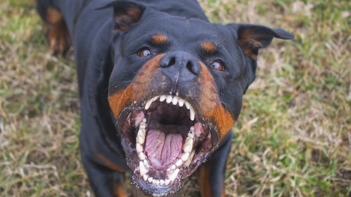 alert-–-morayfield-dog-attack:-man-seriously-injured-and-three-others-hurt-after-canine-mauls-group-in-brisbane