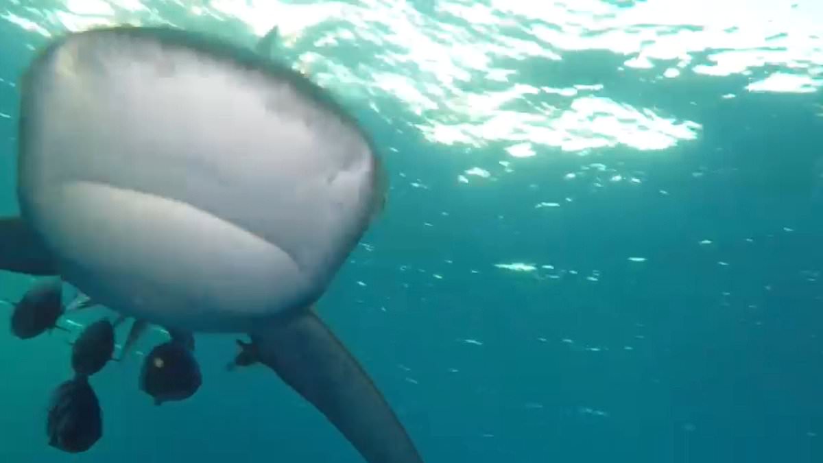 alert-–-moment-brit-is-attacked-by-shark-in-heart-pounding-footage:-diver-‘dumbfounded’-after-predator-makes-beeline-for-him