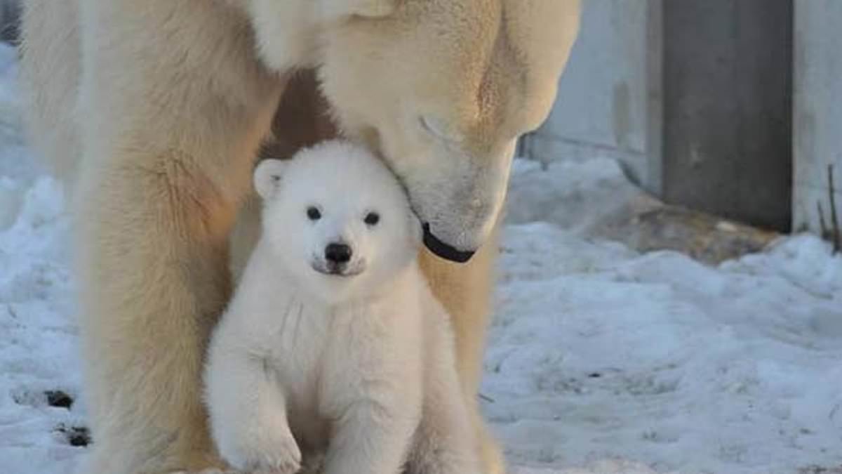 alert-–-wildlife-park-run-by-celebrity-farmer-jimmy-doherty-is-preparing-to-transport-brown-bear-a-thousand-miles-to-its-suffolk-reserve-–-just-weeks-after-polar-bear-cub-died-making-the-same-journey