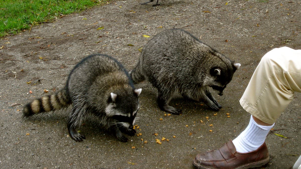 alert-–-ingenious-and-bizarre-way-the-us-government-is-preventing-a-rabies-outbreak:-planes-drop-bait-laced-with-vaccines-for-racoons-to-munch-on