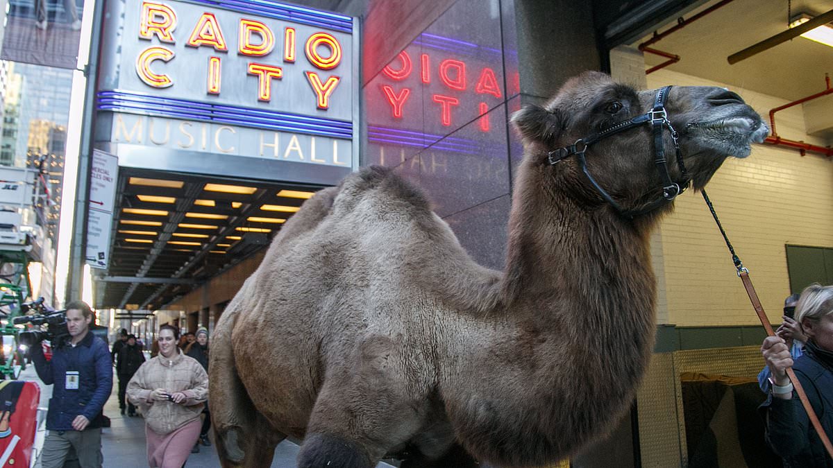 alert-–-radio-city-rockettes-lead-biblical-animals-through-the-streets-of-nyc-to-be-blessed-by-cardinal-dolan