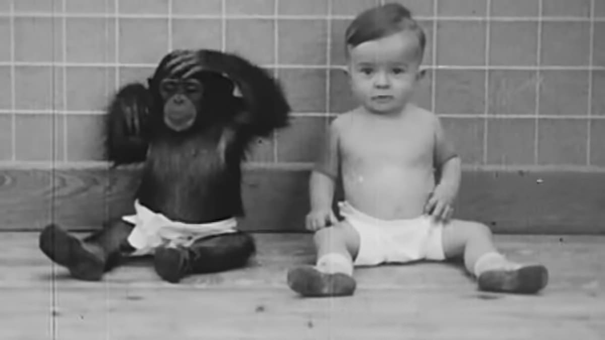 alert-–-extraordinary-tale-of-scientist-parents-who-adopted-a-chimpanzee-to-raise-as-their-baby’s-sister-–-but-bitterly-regretted-bizarre-‘nature-versus-nurture’-experiment-on-their-son-after-it-yielded-chilling-results