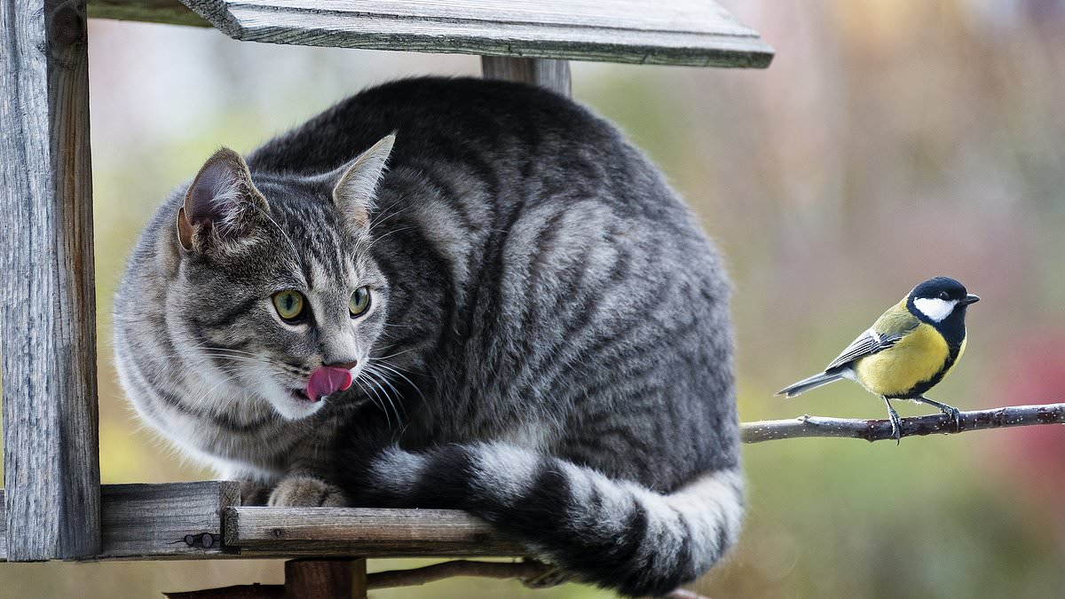 alert-–-designer-invents-cat-collar-that-alerts-prey-when-feline-is-about-to-pounce-and-could-save-the-lives-of-55-million-birds-killed-by-pets-each-year