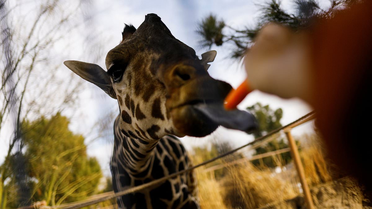 alert-–-‘lonely’-benito-the-giraffe-arrives-at-his-new-home-in-central-mexico-after-40-hour-road-trip-–-and-now-has-to-fit-in-with-seven-other-giraffes-being-held-at-the-enclosure