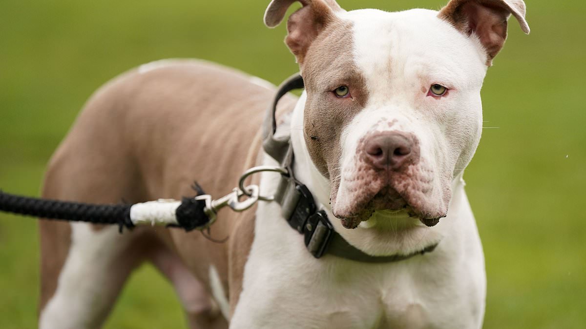 alert-–-revealed:-police-forces-across-britain-are-spending-at-least-2.2million-housing-xl-bullys-in-kennels-amid-crackdown-on-dangerous-dogs