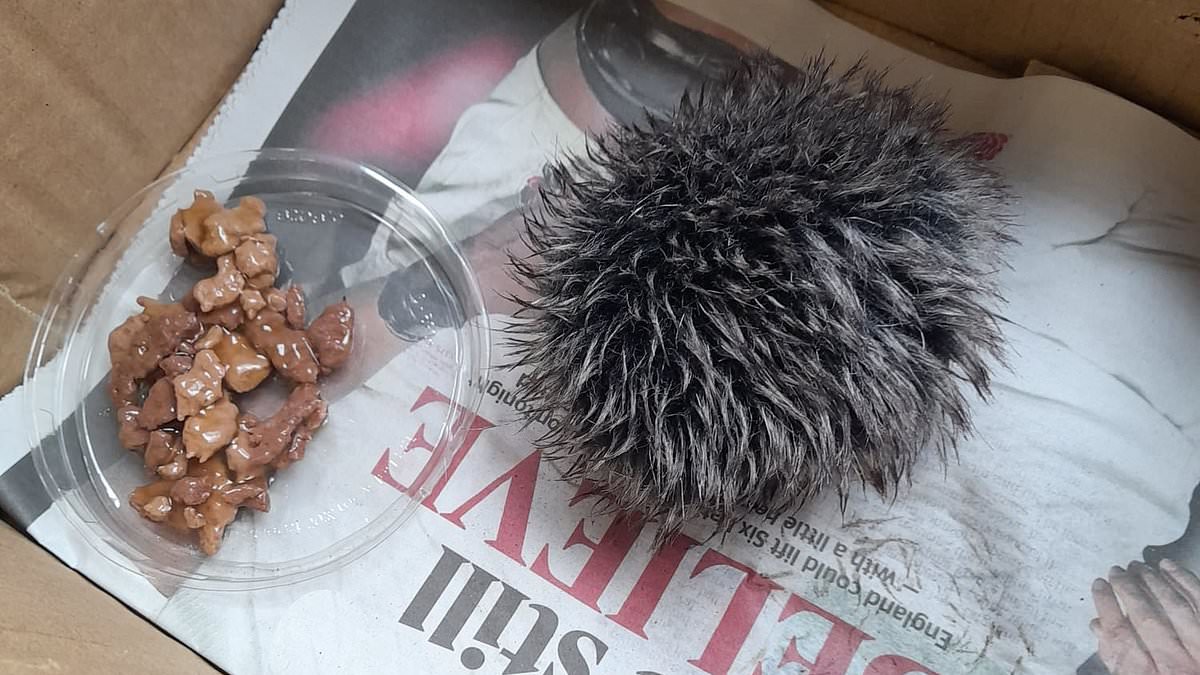 alert-–-woman-‘nurses-stricken-baby-hedgehog’-overnight-only-to-‘discover’-it-was-a-fluffy-hat-bobble-when-she-took-it-to-an-animal-hospital