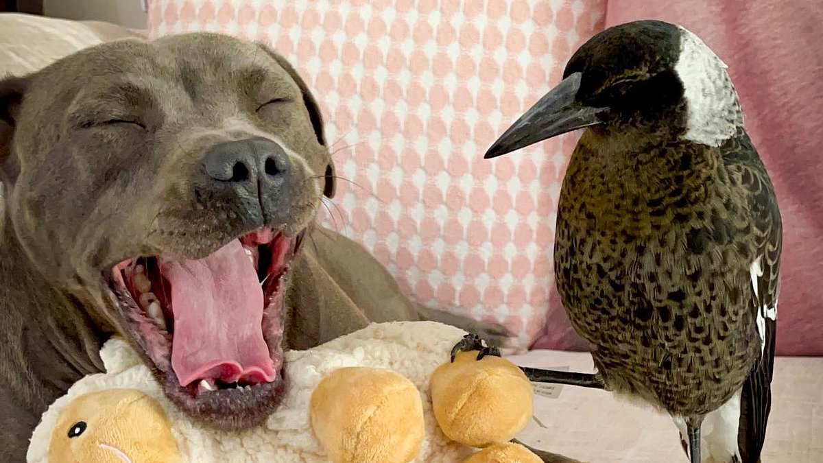 alert-–-aussies-get-in-a-flap-as-instagram-famous-magpie-molly-–-who-was-rescued-as-a-chick-and-raised-for-years-by-a-family-alongside-their-staffie-peggy-–-is-seized-by-authorities-on-welfare-grounds:-100,000-sign-petition-calling-for-bird’s-freedom