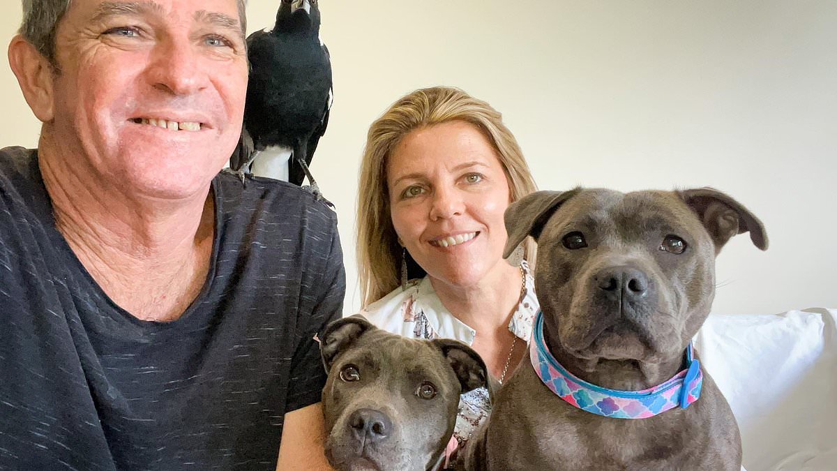 alert-–-couple-juliette-wells-and-reese-mortenson’s-urgent-warning-over-fundraising-efforts-for-molly-the-magpie-in-quest-to-reunite-him-with-best-friend-staffies