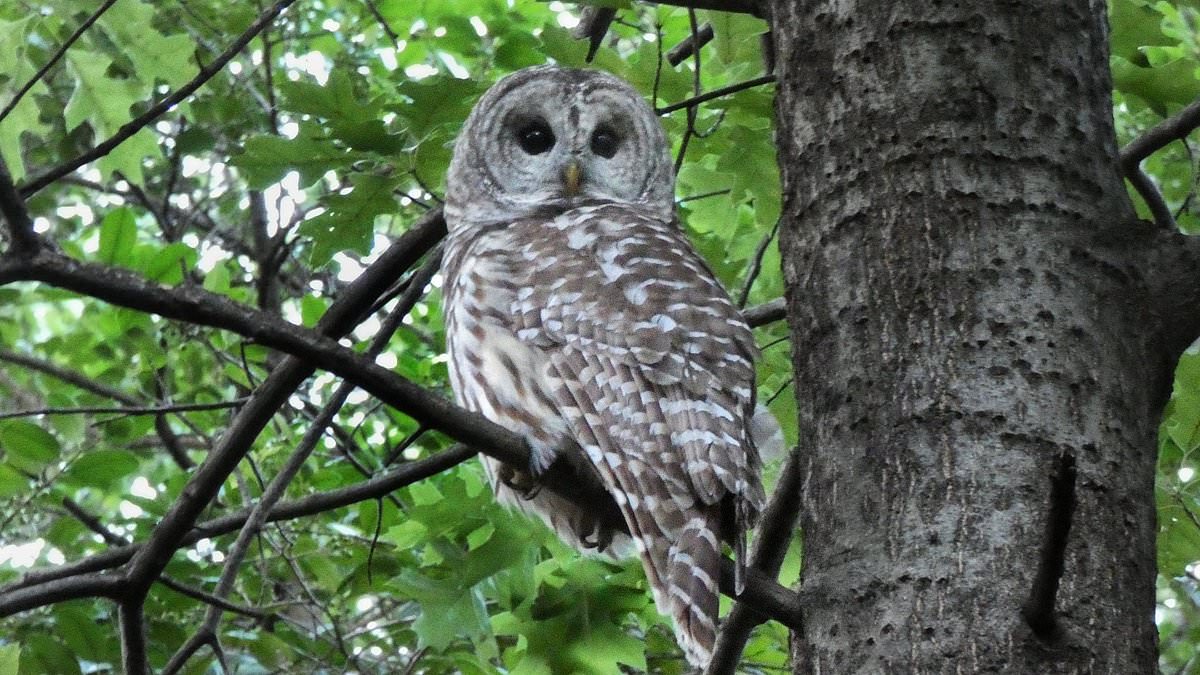 alert-–-us-government-plans-to-unleash-‘hunters’-to-kill-half-a-million-owls-in-three-us-states-to-save-its-endangered-cousin