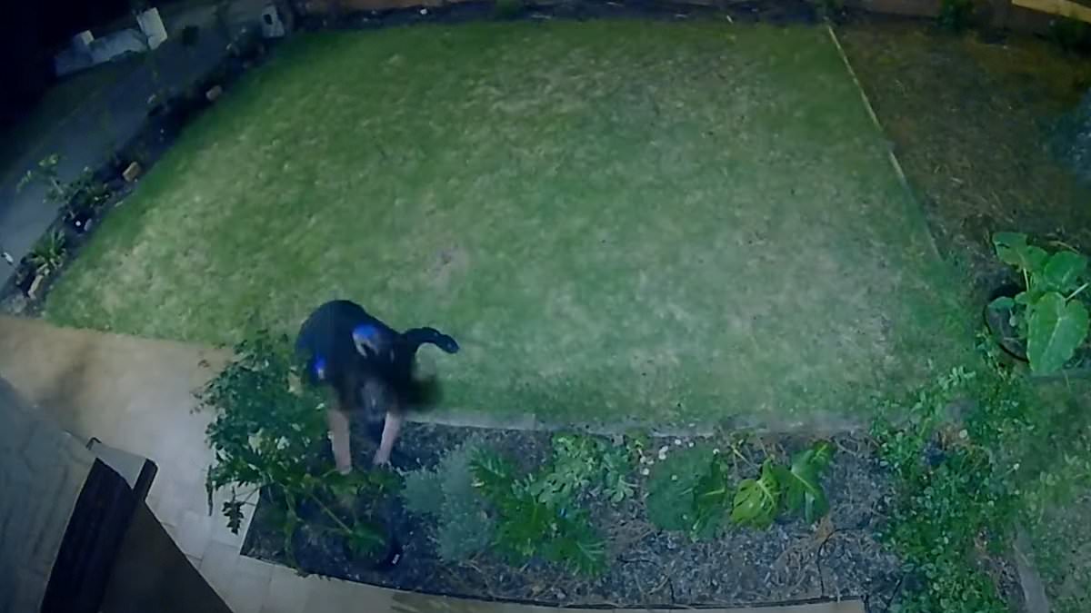 alert-–-homeowner’s-ingenious-use-of-apple-airtags-tech-praised-after-her-pot-plants-were-repeatedly-stolen-until-she-tracked-the-thief-down