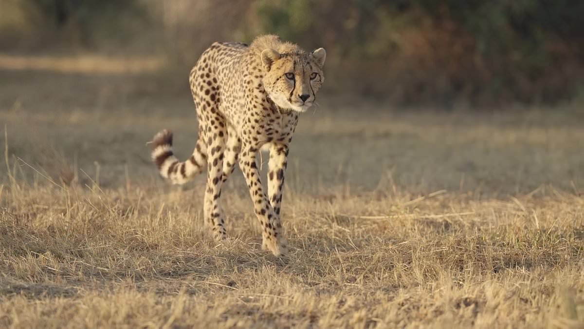 alert-–-touching-moment-first-ever-australian-born-cheetah-edie-is-released-into-the-wild