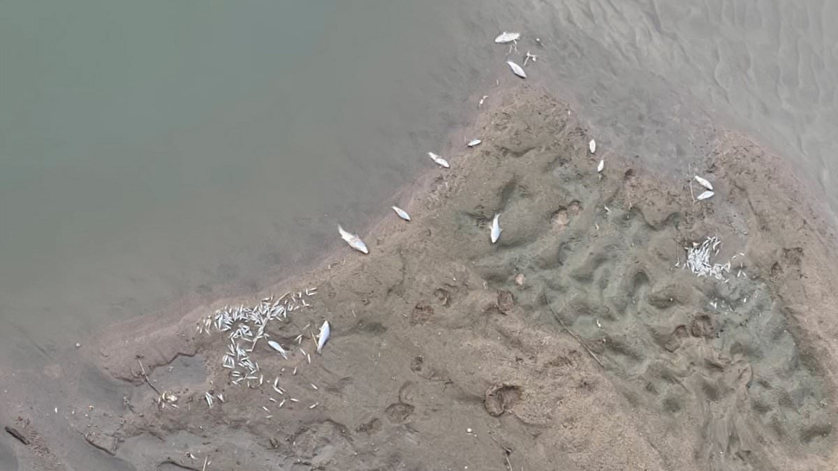alert-–-horrifying-aerial-footage-shows-more-than-700,000-fish-lying-dead-across-a-iow-river-after-being-killed-by-toxic-waste