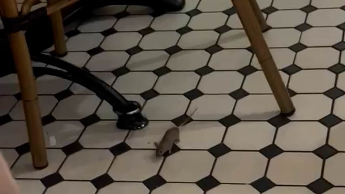 alert-–-happy-squeakster:-cafe-nero-customers-horrified-after-mouse-is-spotted-scurrying-across-floor-in-heathrow-terminal-5