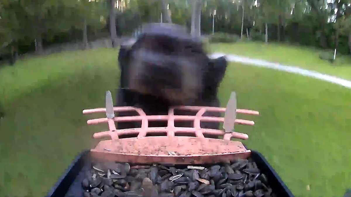 alert-–-black-bear-unwittingly-becomes-vlogger-after-filming-himself-running-away-with-bird-feeder-that-has-camera-attached