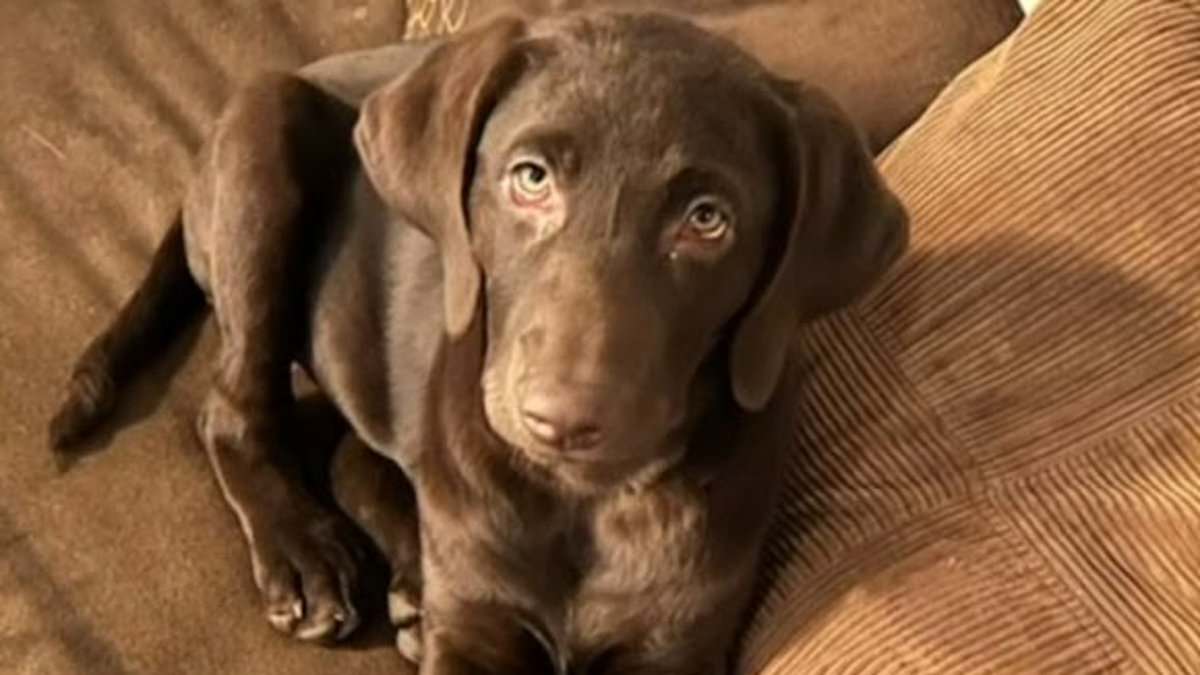 alert-–-family-horrified-as-missouri-sheriff’s-deputy-shoots-and-kills-their-chocolate-lab-nala-while-investigating-a-robbery