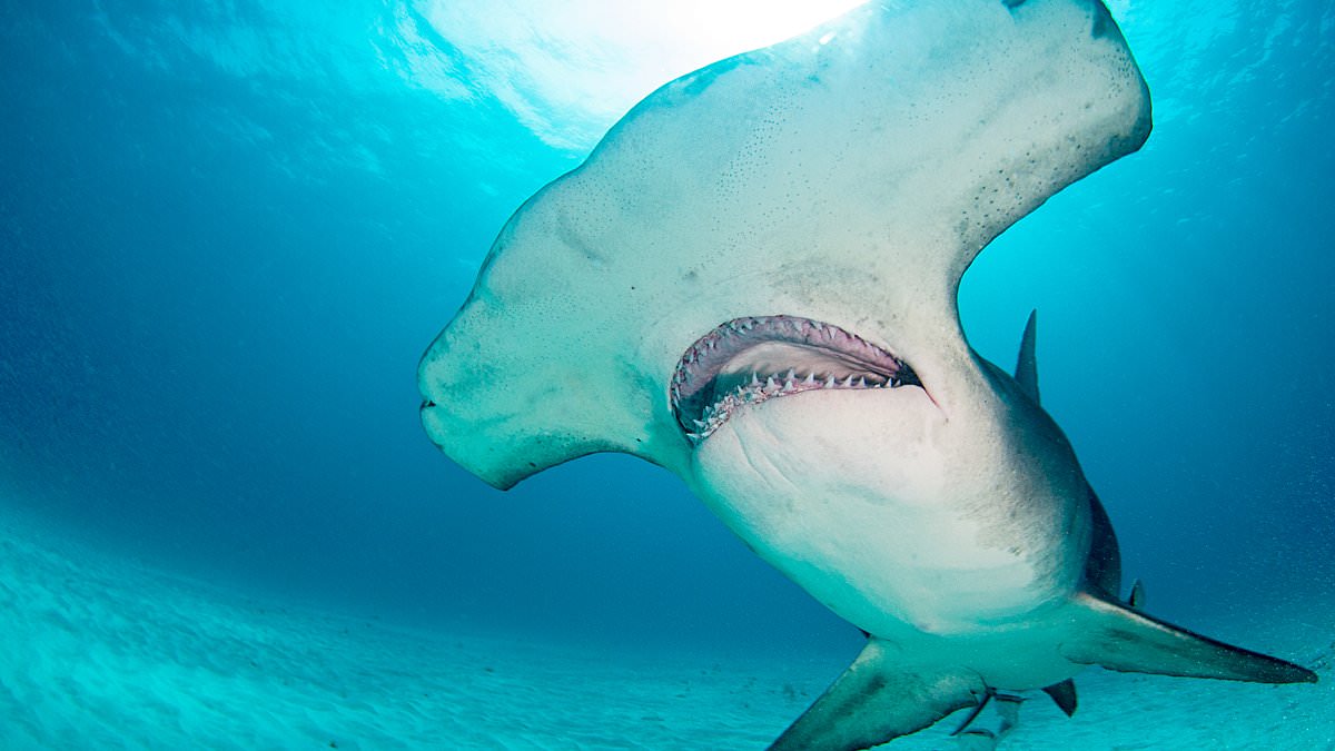 alert-–-alarming-increase-of-sharks-in-these-east-coast-waters-has-beachgoers-and-fisherman-on-edge