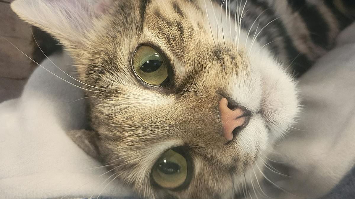 alert-–-heartbreak-as-utah-zoo’s-beloved-black-footed-cat-whose-species-is-world’s-deadliest-dies-just-as-staff-were-about-to-begin-breeding-program