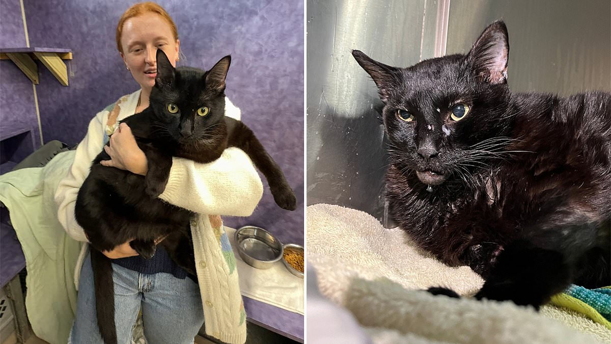 alert-–-feline-bloated?-giant-pet-cat-weighing-26-pounds-is-placed-on-a-diet-and-taken-into-foster-care-after-animal-rescuers-intervene