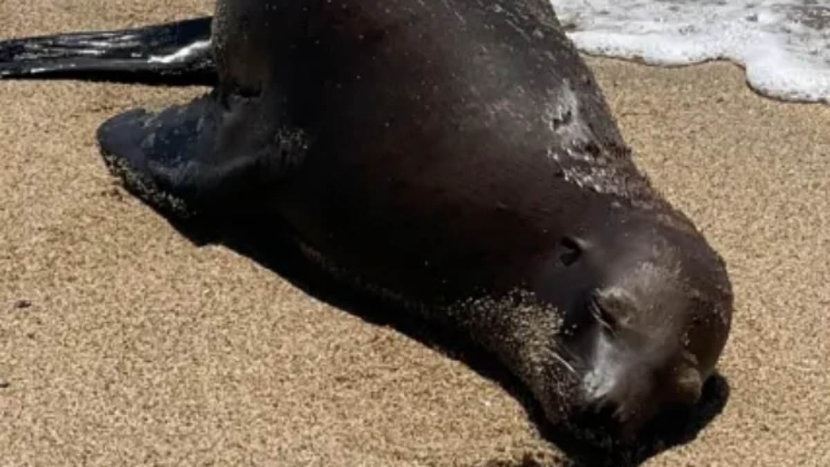 alert-–-sea-lion-discovered-fatally-shot-on-california-beach-in-cruel-mystery,-officials-offer-$20k-to-help-find-killer