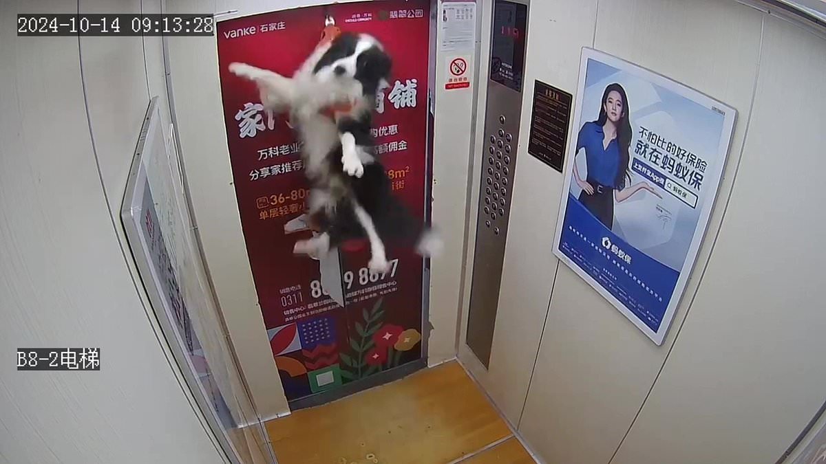 alert-–-horrifying-moment-dog-is-lifted-up-into-the-air-and-nearly-strangled-after-leash-gets-caught-in-elevator-doors