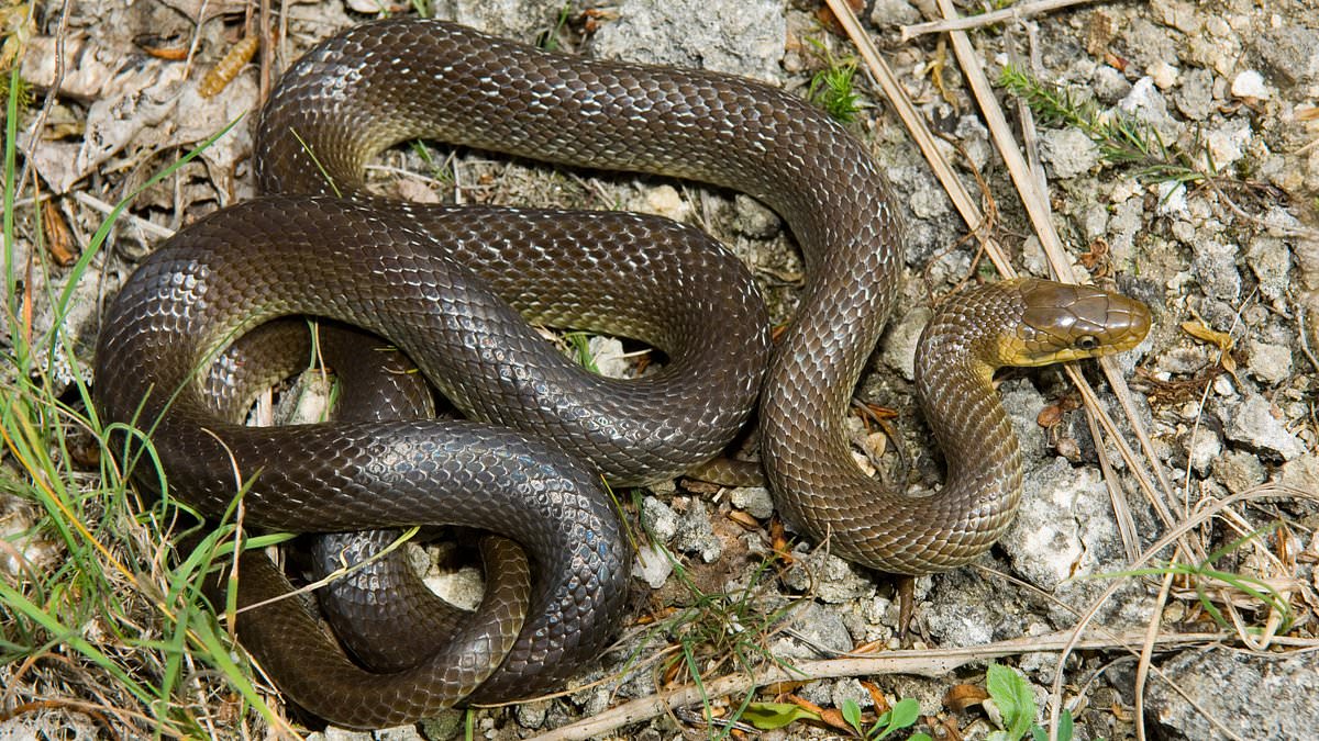 alert-–-is-europe’s-biggest-snake-living-in-your-walls?-experts-warn-invasive-six-foot-reptiles-are-spreading-in-the-wild-across-britain…-and-live-in-the-gaps-in-people’s-homes