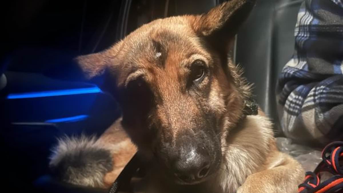 alert-–-drone-helps-finally-find-missing-dog-who-travelled-hundreds-of-miles-sparking-17-day-search-–-as-owner-rushes-home-from-ibiza-holiday