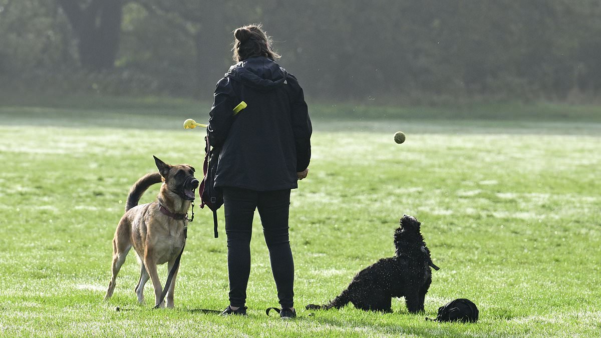 alert-–-are-‘scary’-packs-of-dogs-ruining-your-local-park?-‘terrified’-pet-owners-back-calls-for-a-4-dog-limit-after-woman-was-mauled-to-death-–-but-professional-walkers-claim-it-will-lead-to-hundreds-of-animals-being-put-down