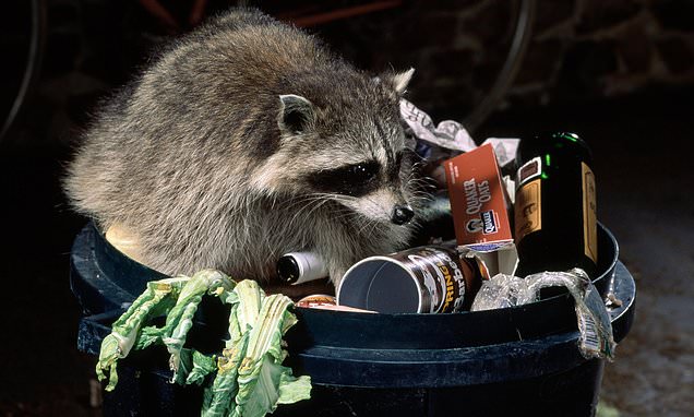 alert-–-the-next-alien-invasion:-raccoons-could-set-up-home-in-scotland-soon-as-experts-warn-more-are-escaping-from-zoos…-and-they’re-coming-for-your-bins
