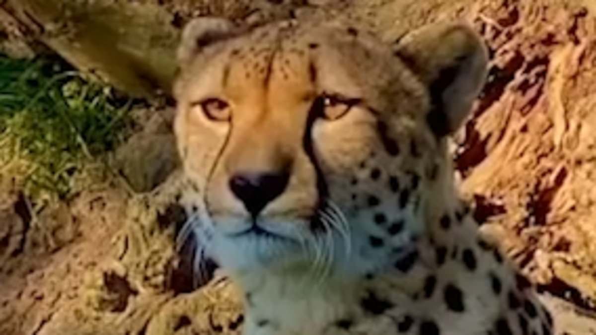 alert-–-moment-cheetah-meows-like-a-kitten!-video-of-deadly-predator-sounding-like-a-cute-cat-leaves-wildlife-fans-stunned