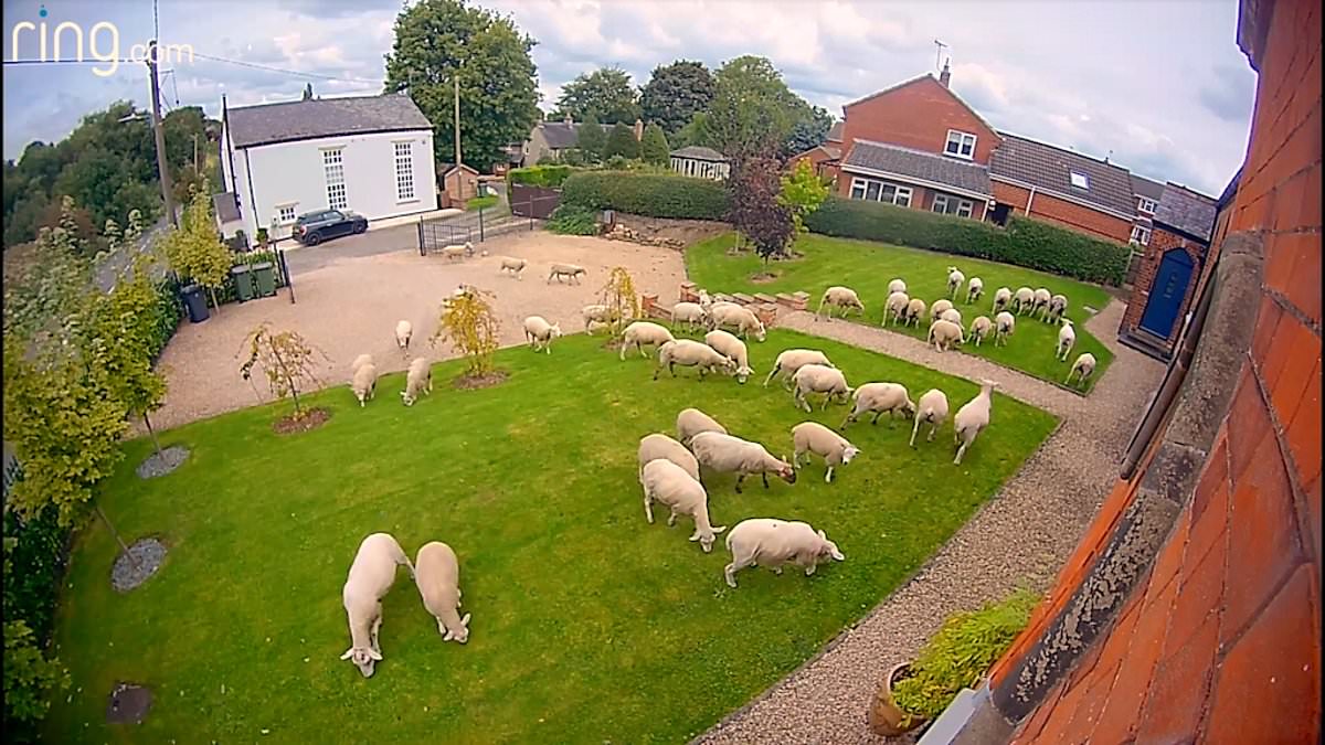 alert-–-wool-you-get-out!-door-camera-captures-hilarious-moment-50-sheep-storm-man’s-garden