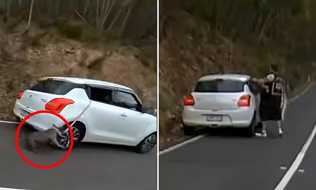 alert-–-‘despicable’-driver-called-out-following-shocking-footage-that-captured-his-dog-being-dragged-along-the-road-after-falling-out-of-his-car-window