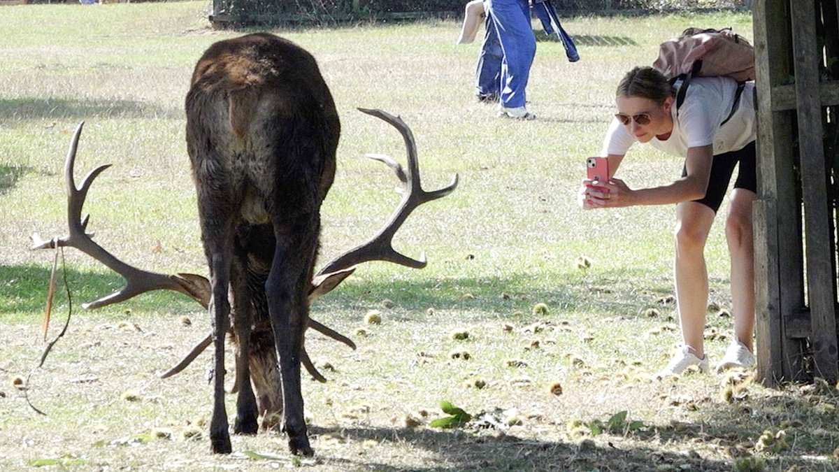 alert-–-warning-to-parkgoers-who-are-pictured-getting-dangerously-close-to-stags-during-the-perilous-mating-season