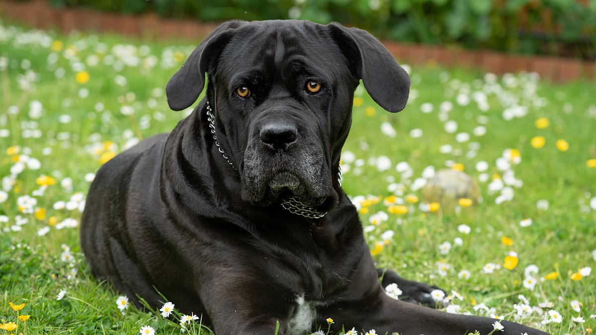 alert-–-ten-month-old-baby-boy-is-seriously-injured-after-being-attacked-by-his-family’s-cane-corso-x-pet-dog-‘when-he-began-to-cry’