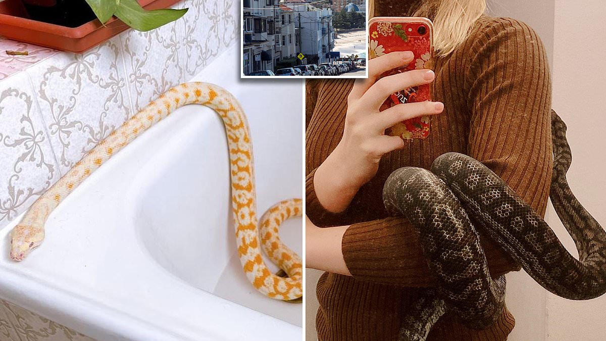 alert-–-coogee-pythons:-two-massive-snakes-on-the-loose-after-woman’s-ex-boyfriend-dumps-them-on-the-street-following-a-toxic-break-up