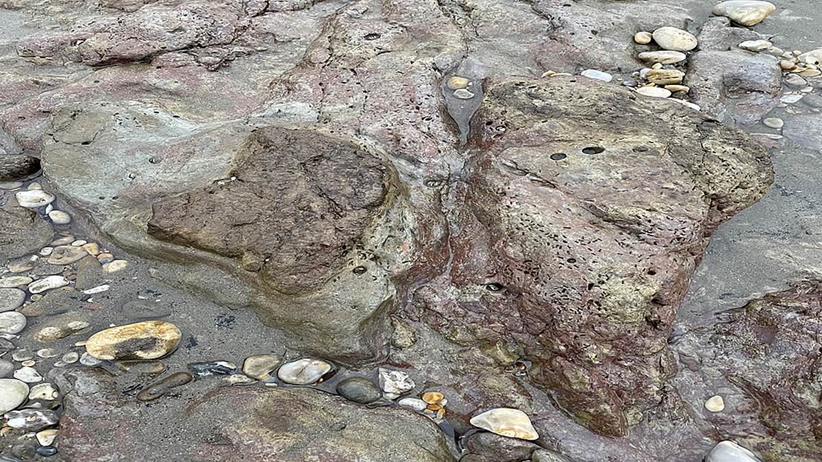 alert-–-dino-mite-discovery!-dinosaur-footprints-uncovered-on-a-beach-on-the-isle-of-wight-belongs-to-a-125million-year-old-creature-that-was-twice-the-size-of-car