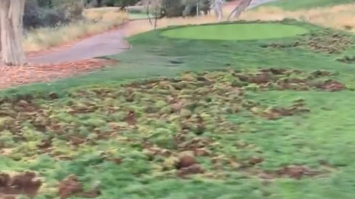 alert-–-rough-ed-up!-arizona-golfers-are-left-furious-as-huge-pig-like-javelinas-rip-up-prestigious-seven-canyons-golf-club-with-massive-divots-across-the-fairway