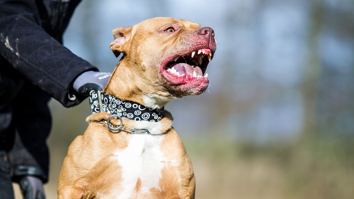 alert-–-number-of-banned-dogs-in-britain-hits-3,500-as-officials-move-to-outlaw-powerful-xl-bully-breed-following-spate-of-deadly-attacks