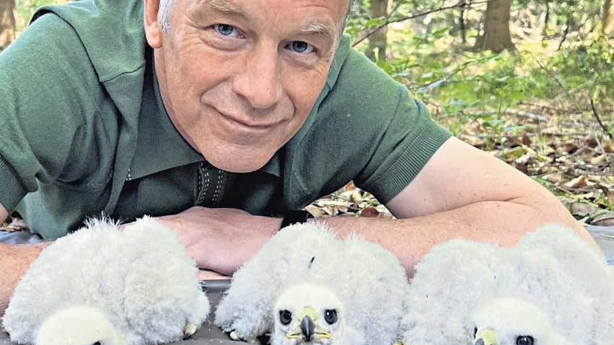 alert-–-chris-packham’s-‘instinctive’-goshawk-chick-‘sniff’-on-bbc’s-the-one-show-is-not-a-crime,-police-say:-springwatch-star-sparked-criminal-probe-amid-claim-he-disturbed-protected-bird-of-prey