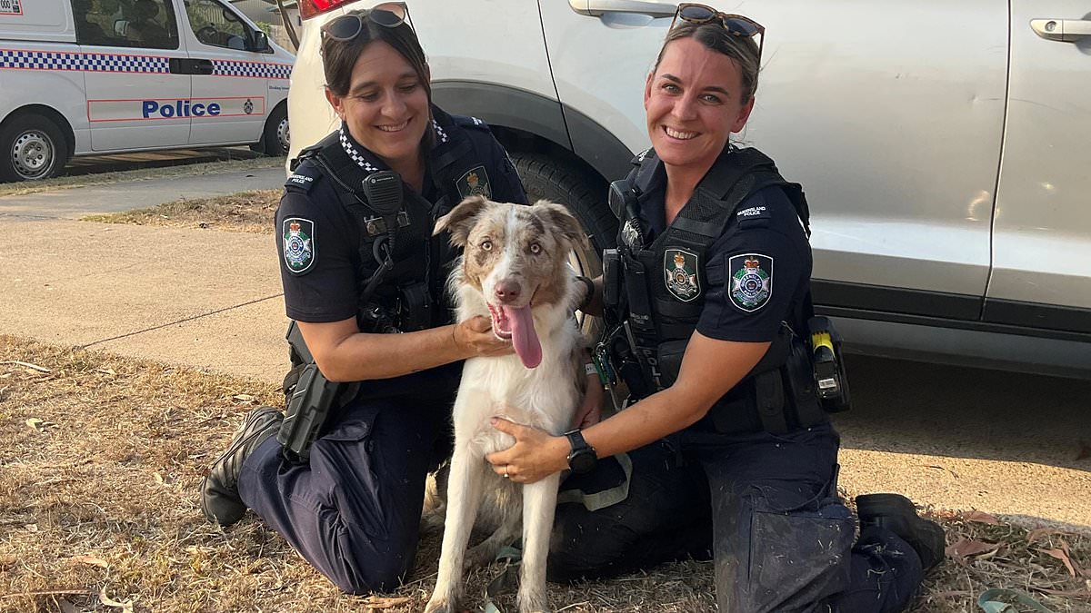 alert-–-townsville-robbery:-brazen-thief-punches-mum-in-the-face-and-steals-her-ford-ranger-with-border-collie-still-inside