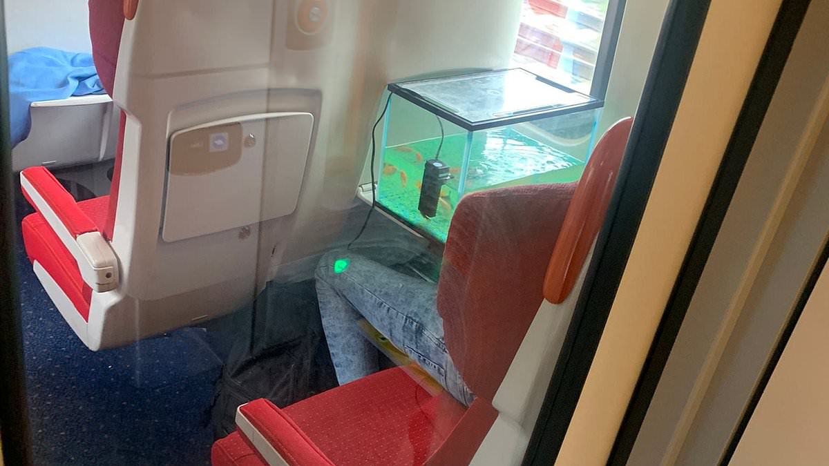 alert-–-snakes-on-a-plane?-no-–-fish-on-a-train!-bemused-passengers-spot-fellow-commuter-holding-fish-tank-on-east-coast-main-line-railway-which-he-had-plugged-in