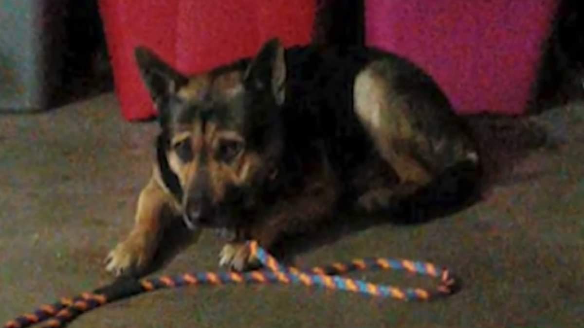 alert-–-german-shepherd-leads-woman-to-body-of-his-dead-owner-who-had-been-deceased-for-a-week-before-neighborhood-rallies-to-catch-the-distressed-pet-and-find-him-a-new-home