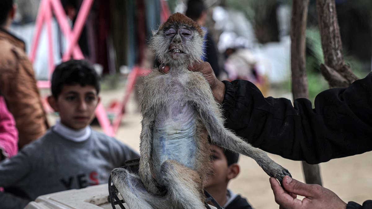 alert-–-heartbreaking-images-show-painfully-thin-lions-feeding-on-scraps-and-the-body-of-an-emaciated-monkey-at-zoo-in-bomb-ravaged-gaza