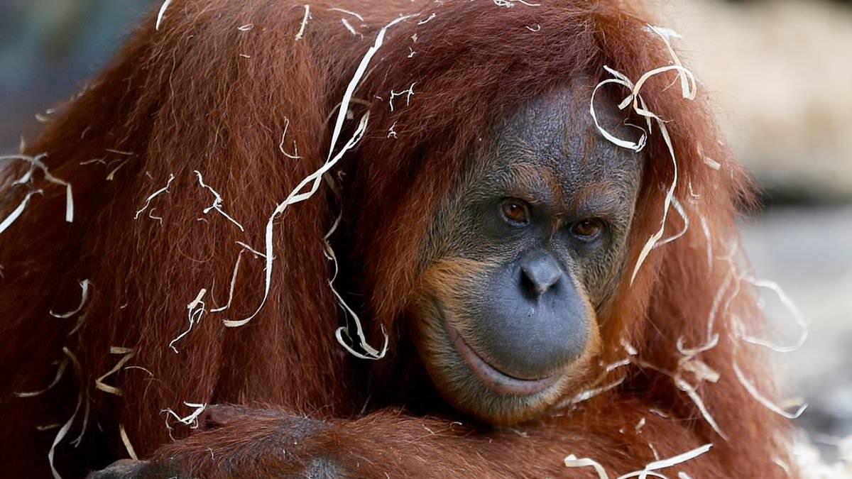 alert-–-more-monkey-drama-at-melbourne-zoo-as-beloved-orangutan-kiani-dies-hours-after-tourist-hotspot-plunged-into-chaos-over-baboon-escape-fears