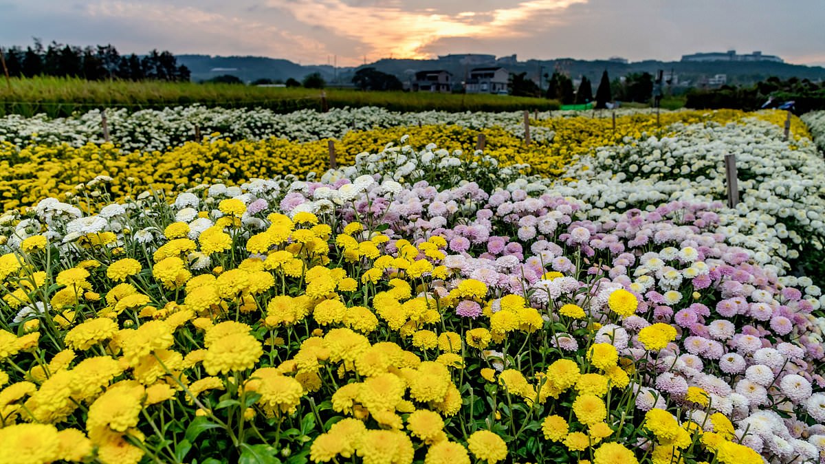 alert-–-valentine’s-day-flowers-fears:-industry-warns-of-‘disaster-waiting-to-happen’-due-to-delays-and-higher-costs-affecting-chrysanthemums,-carnations-and-orchids-unless-post-brexit-checks-due-to-start-on-january-31-are-delayed