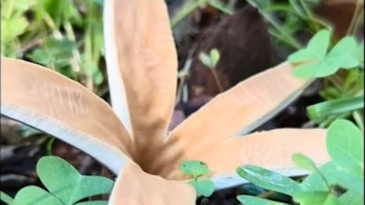 alert-–-bizarre-mushrooms-that-hiss-sprout-in-texas:-lone-star-state-and-japan-are-only-places-where-strange-fungus-is-found