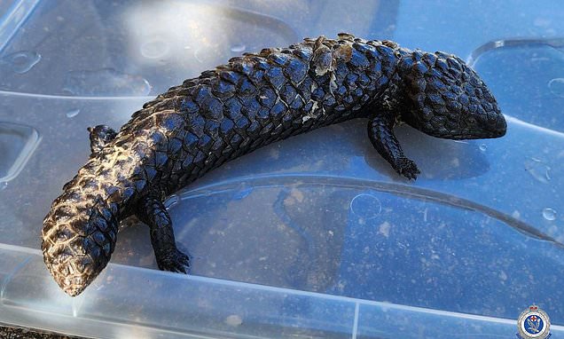 alert-–-crime-syndicate-attempting-to-smuggle-$1.2-million-worth-of-australian-reptiles-to-hong-kong-dismantled-by-nsw-police